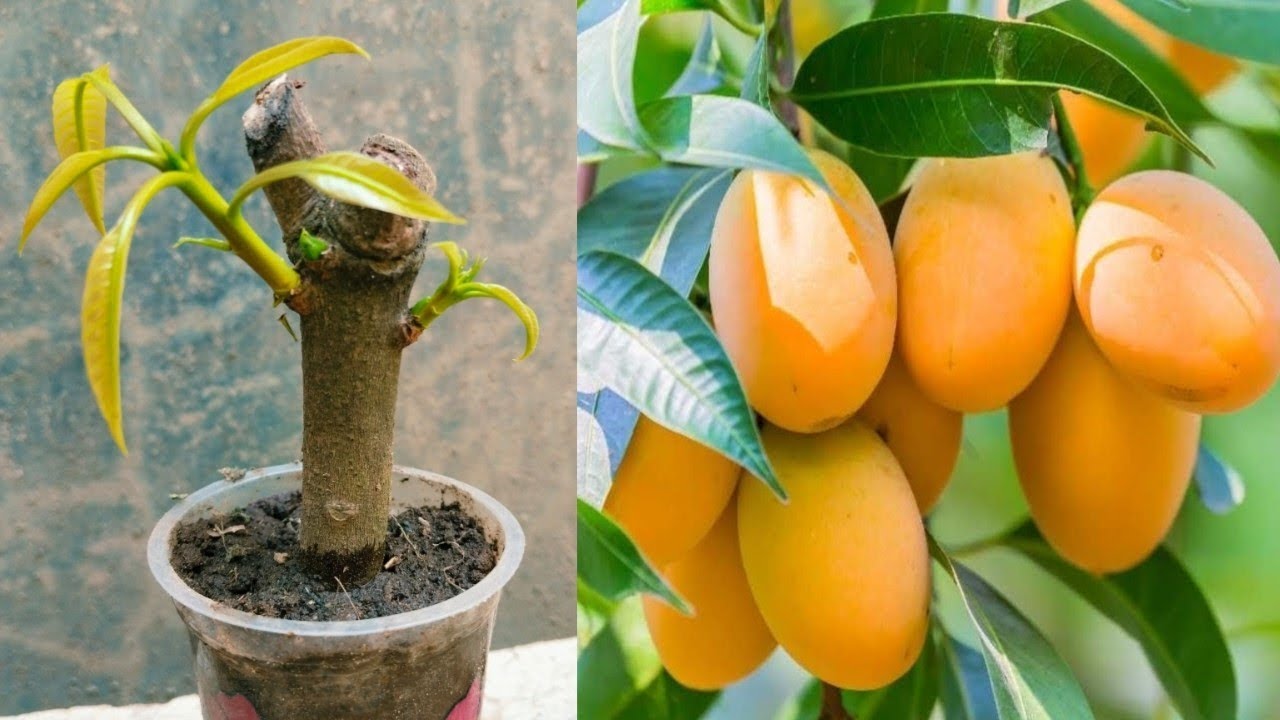 Mango Tree Cutting Growing Technique Best Quality Fruits 