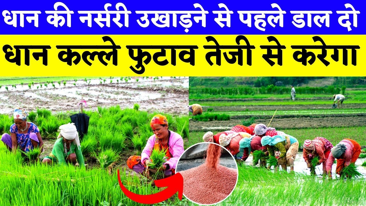 धान की नर्सरी उखाड़ने से पहले डाल दो || धान कल्ले फुटाव तेजी से करेगा || Paddy cultivation | dhaan