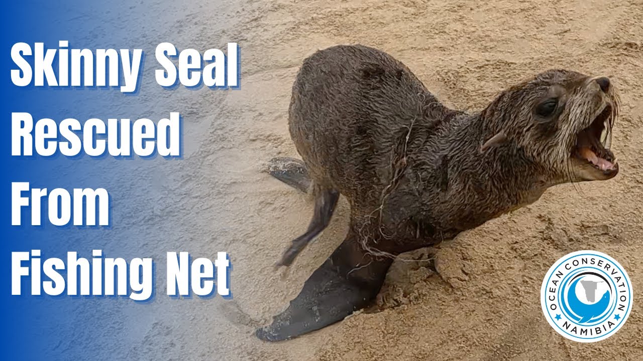 Skinny Seal Rescued From Fishing Net
