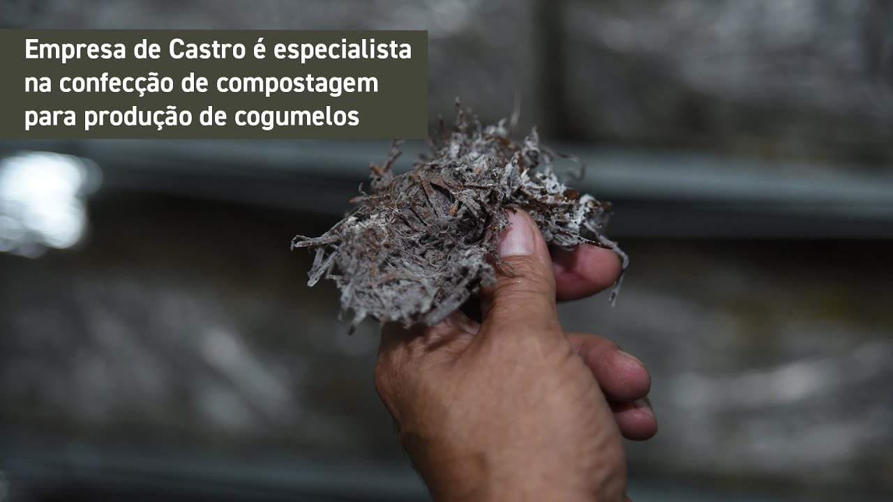 Empresa de Castro é especialista na confecção de compostagem para produção de cogumelos