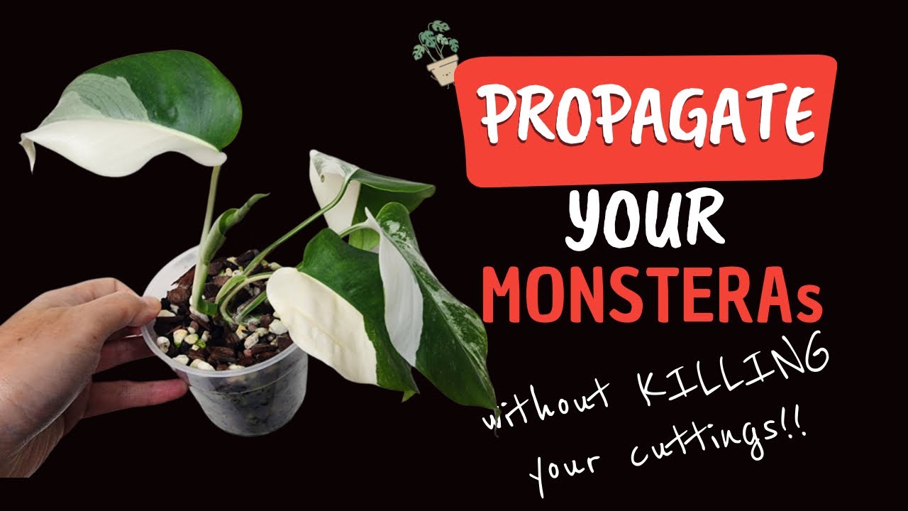 FOOL PROOF Monstera Propagation Technique: Step-by-Step Tutorial