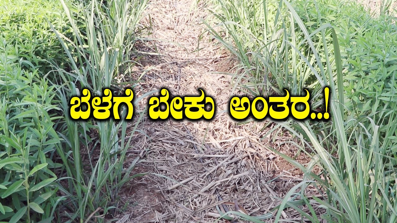 ಕಬ್ಬು ಬೆಳೆಯಲ್ಲಿ ಎಷ್ಟು ಅಂತರ ಇದ್ದರೆ ಬೆಳೆ ಚೆನ್ನಾಗಿ ಇರುತ್ತೆ ಎಂಬುದನ್ನ ತಿಳಿಯೋಕೆ ಈ ವಿಡೀಯೋ ನೋಡಿ 
