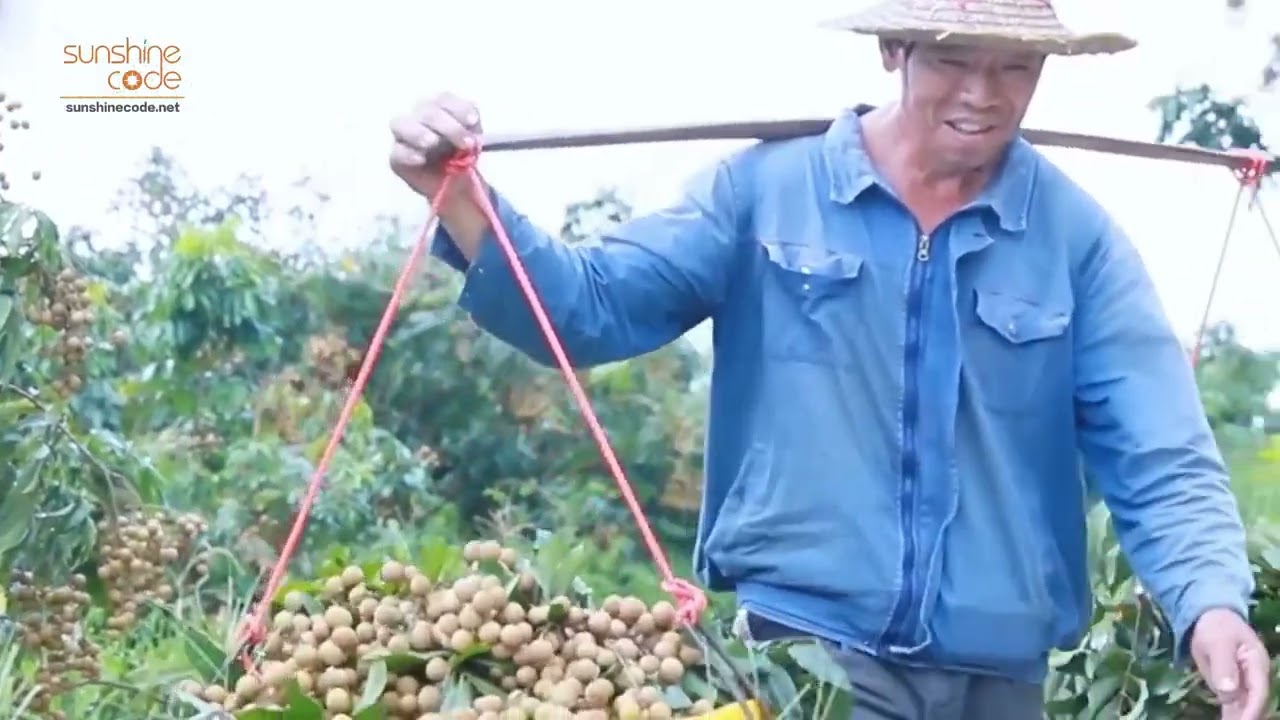 How to Make Dried Longan Fresh Longan to Dehydrated Longan