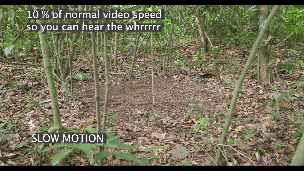 MARCH 2020 -  Male White-collared Manakin Dancing Practice