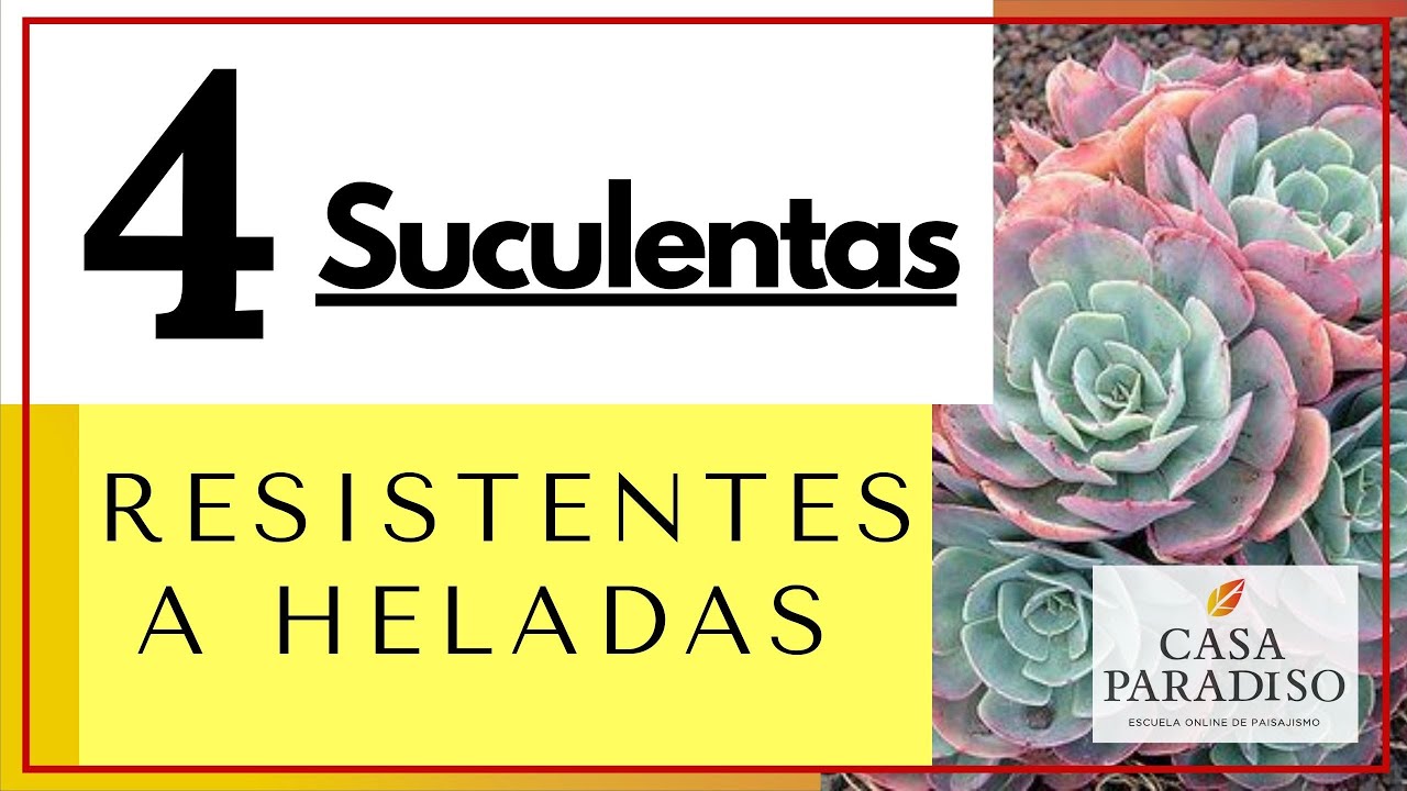 🍀 4 SUCULENTAS RESISTENTES A HELADAS 🍁 Suculentas en el PAISAJISMO 🍀🍁