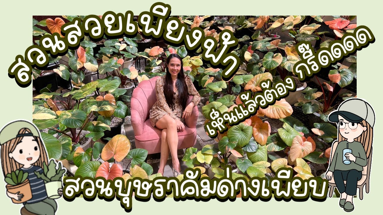 สวนสวยเพียงฟ้า สวนต้นไม้ในฝัน สวนบุษราคัม ไม้แรร์ ไม้หายาก ยิ่งสวยยิ่งหายากมาก