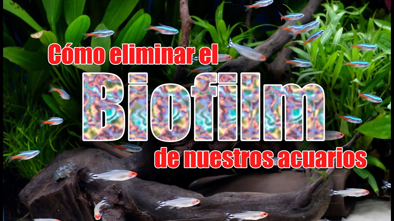 Cómo eliminar el Biofilm de nuestros acuarios