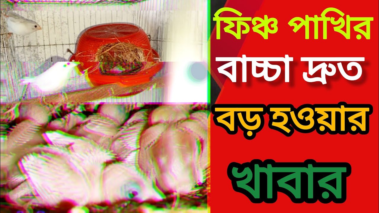 ফিঞ্চ পাখির বাচ্চা দ্রুত বড় হওয়ার খাবার।।Best food for finch chicks.ফিঞ্চের বাচ্চার যত্ন।