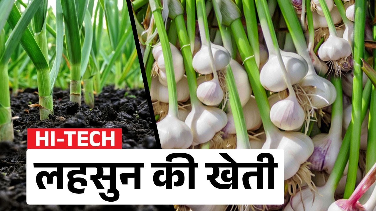 लहसुन की Hi-Tech खेती करना सीखें | Garlic Farming | Garlic Cultivation Complete Details