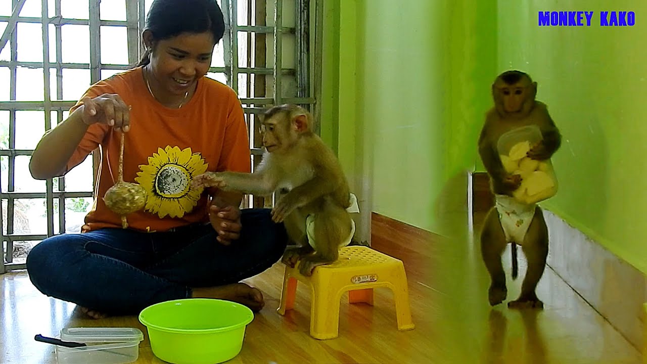 Adorable Monkey Kako Walking Carry Jicama Box To Eat On Chair