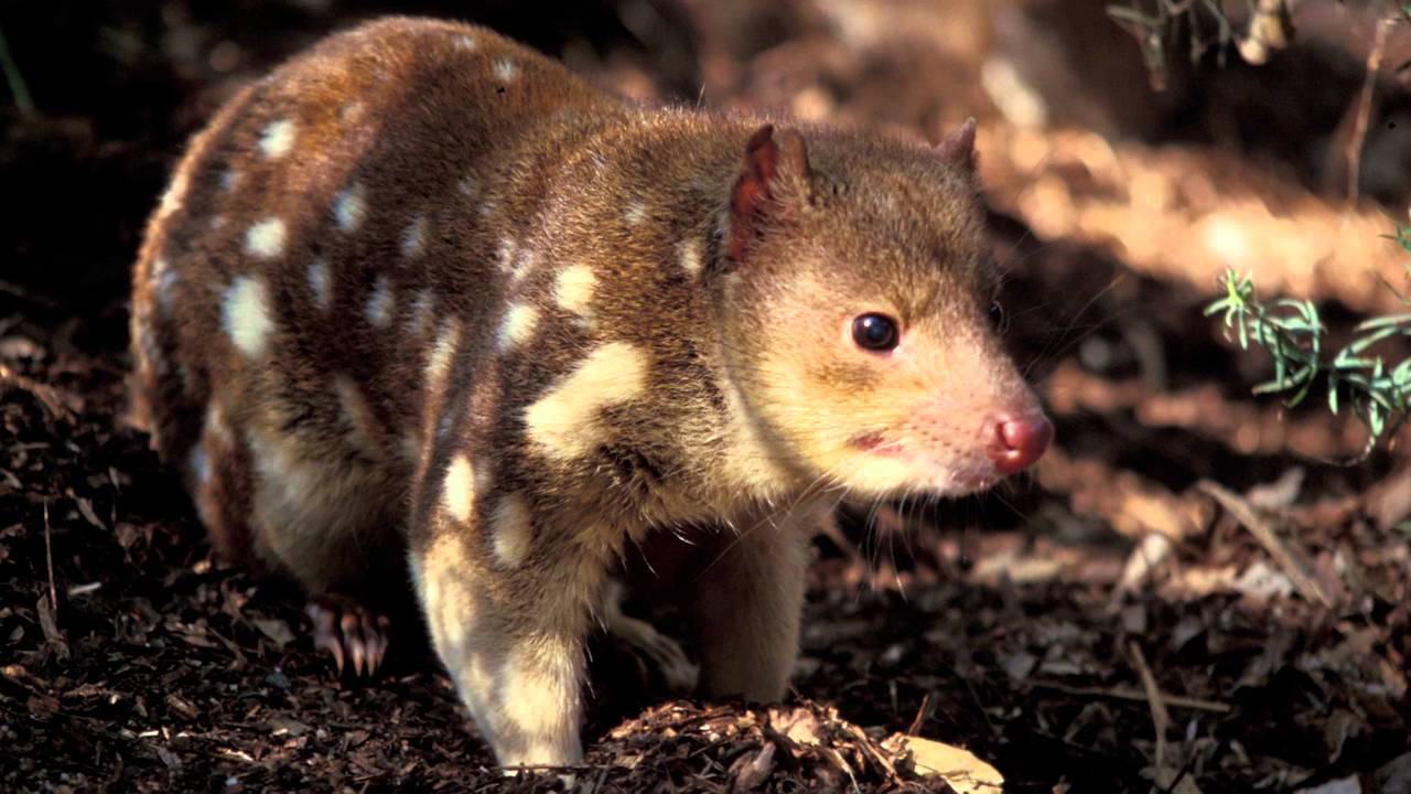 Protecting Victoria's Environment - Biodiversity 2036