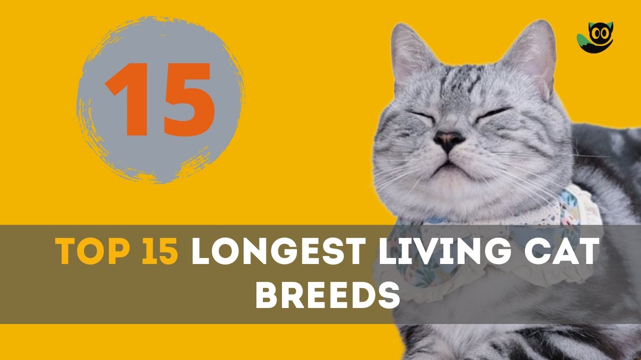 Pawsome! Discover the Top 15 Longest Living Cat Breeds