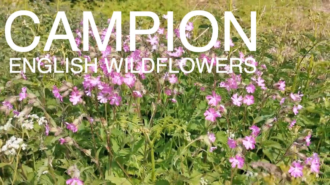Wild Red, Pink & White Campion Flowering