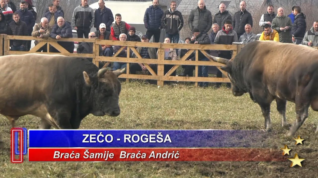 - ZEĆO Šamije i ROGEŠA Andrići, PARK ARENA VITEZ 2023