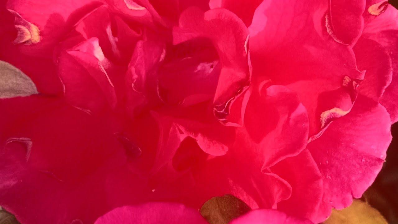 Multicoloured flowers 🌹