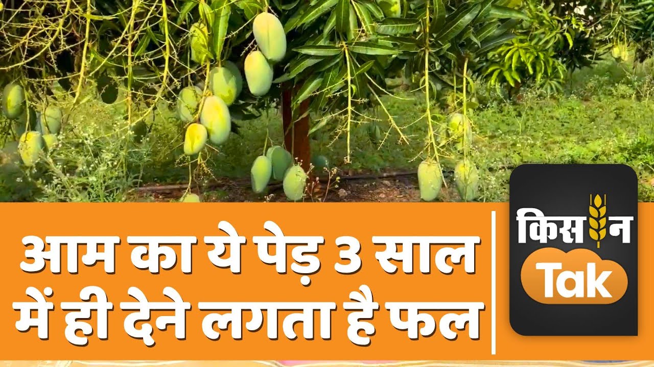 Kesar Mango: Alphonso के बाद इस आम की मांग है सबसे ज्यादा, जानें क्यों | Kisan Tak
