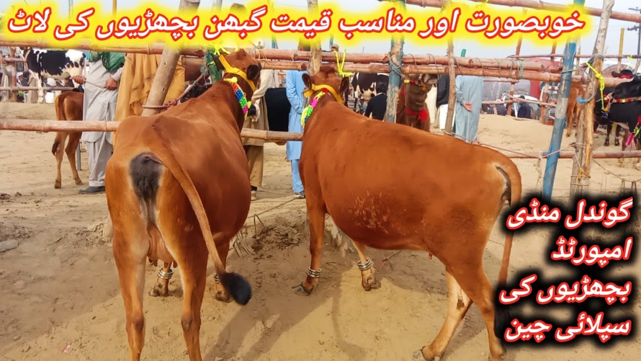 Beautiful İmported Pregnant Jersey And Fresian Female Calves Fresh Update Today At Gondal Mandi 