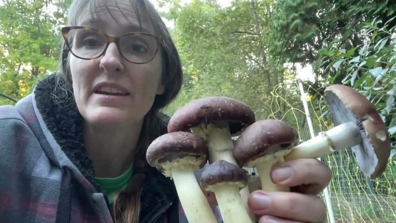 Grow Mushrooms and Strawberries Together!