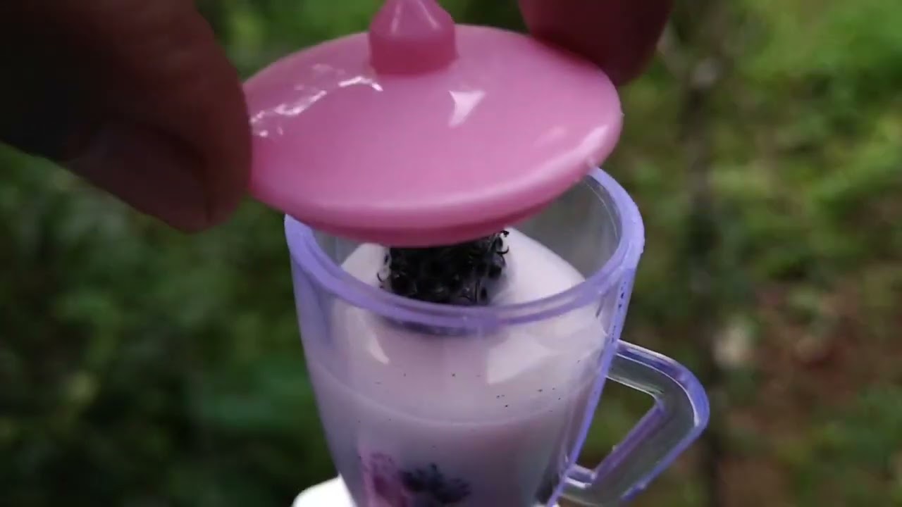 Mulberry Milkshake recipe