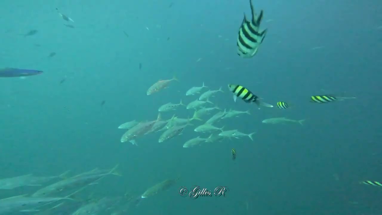 20231218 Thistlegorm 3