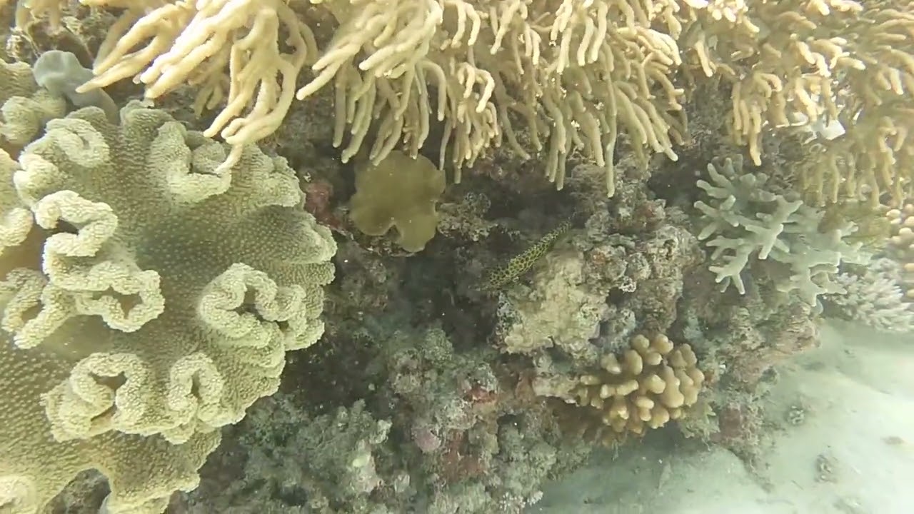 Scuba Diving Australia - Petaj Bommie #2, Milln Reef, Great Barrier Reef,  24-Dec-2023