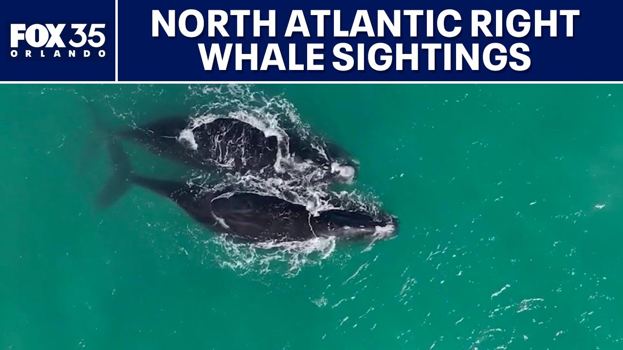 North Atlantic right whale mother, calf spotted off Space Coast