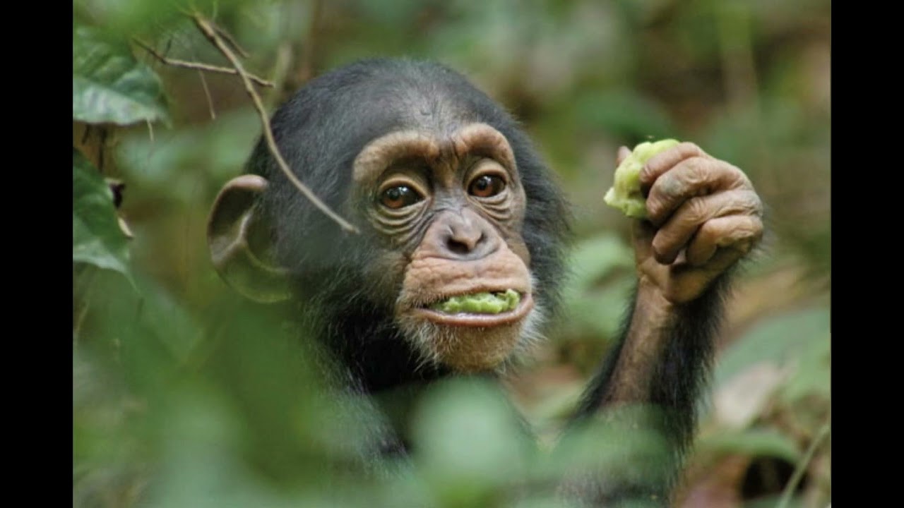 10 Minutes of Jazz Over Monkey Noises