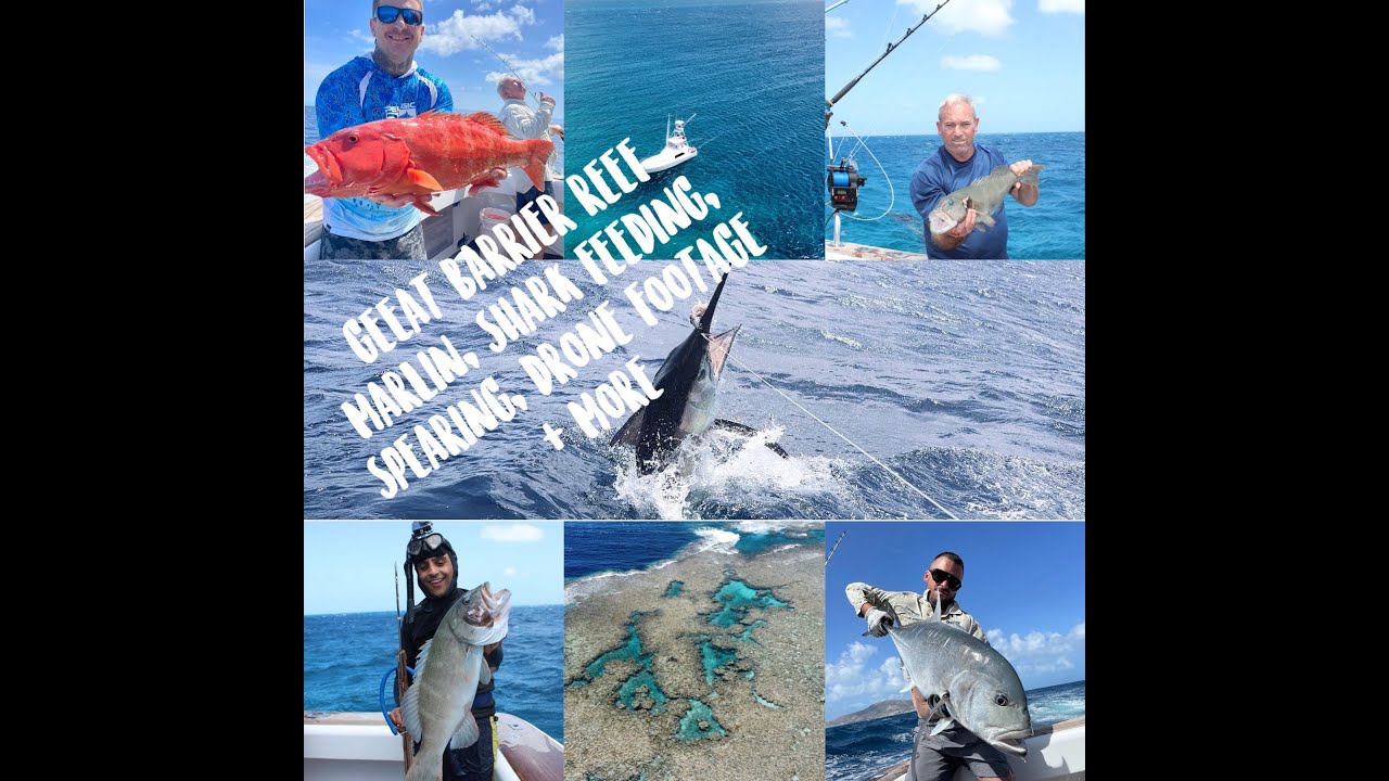 GREAT BARRIER REEF 2023, MARLIN, FEEDING SHARKS, SPEARFISHING, DRONE FOOTAGE + MUCH MORE