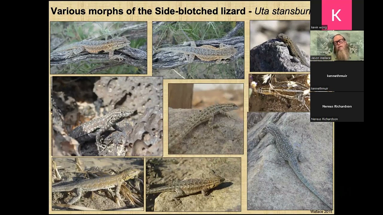 Lizards & Snakes of the Eastern Mojave Zoom Lecture