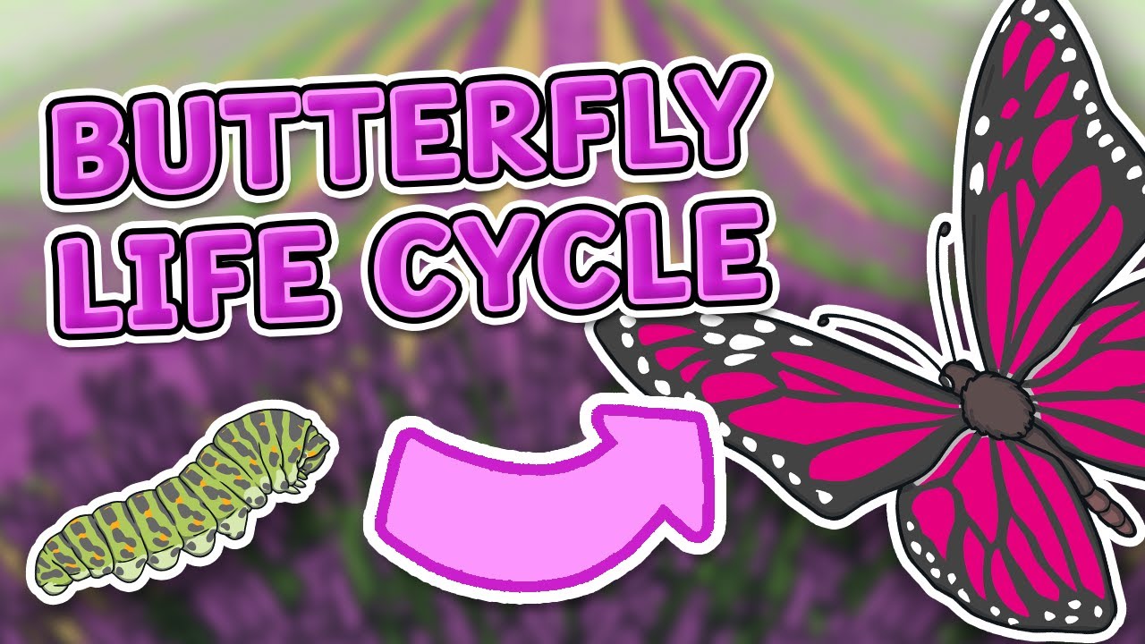 The Life Cycle of a Butterfly | Learn the Four Stages of the Butterfly Life Cycle 🦋