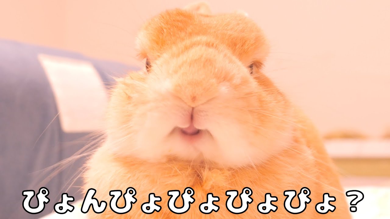 早口で「うさぎ語」を飼い主に伝えてくるムギが可愛くて解読してみました【No.1737】