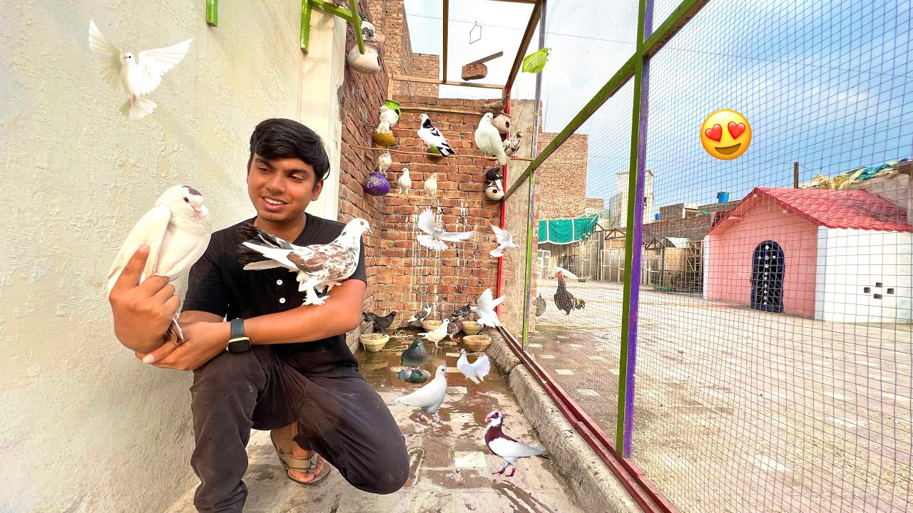 Sab Pigeons Ko Super Cage Me Chor Diya 🥰