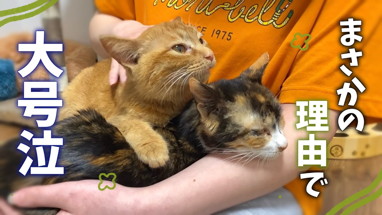 保護猫シェルター管理人がまさかの理由で大号泣してしまいました&hellip;😭 【保護猫活動】