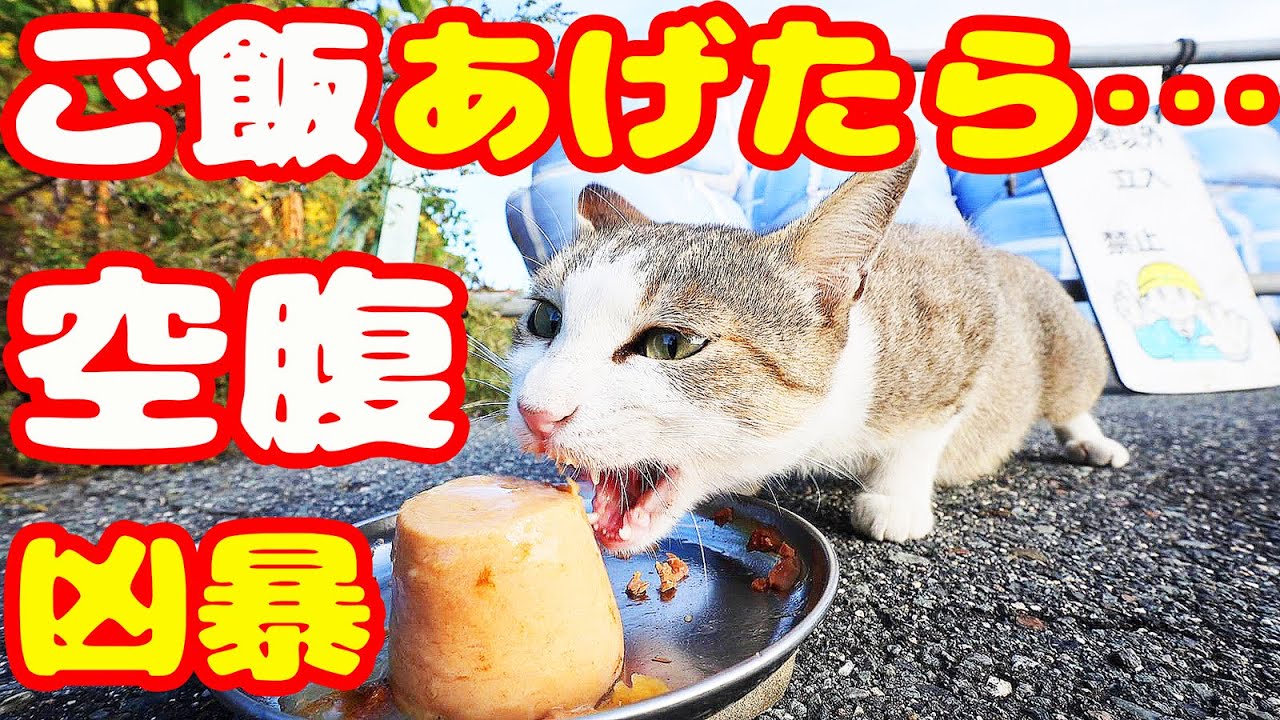 空腹で凶暴な猫にご飯をあげたら・・・ さくらねこと野良猫への給餌