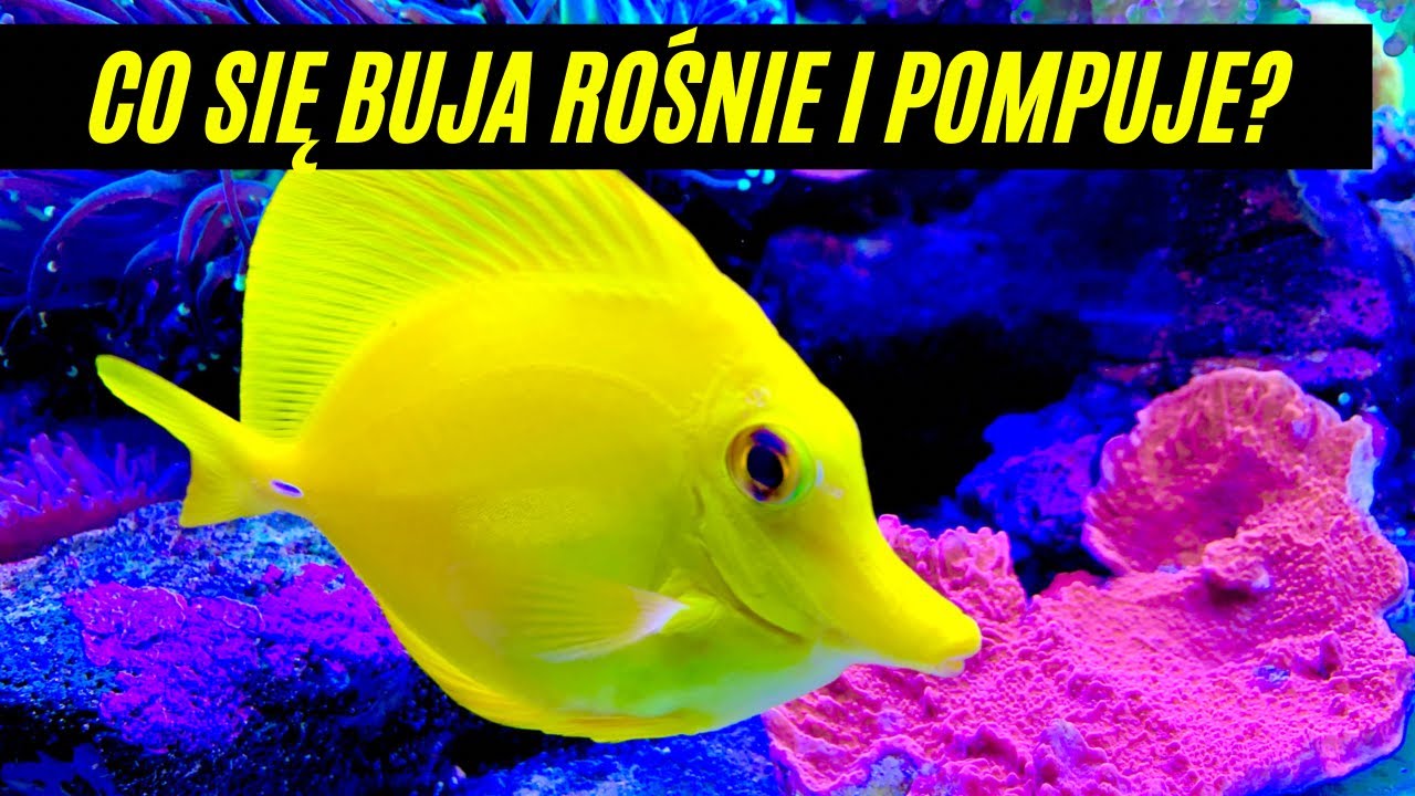 Co się buja, rośnie i pompuje??? Akwarium morskie 350l. REEF tank 90g.
