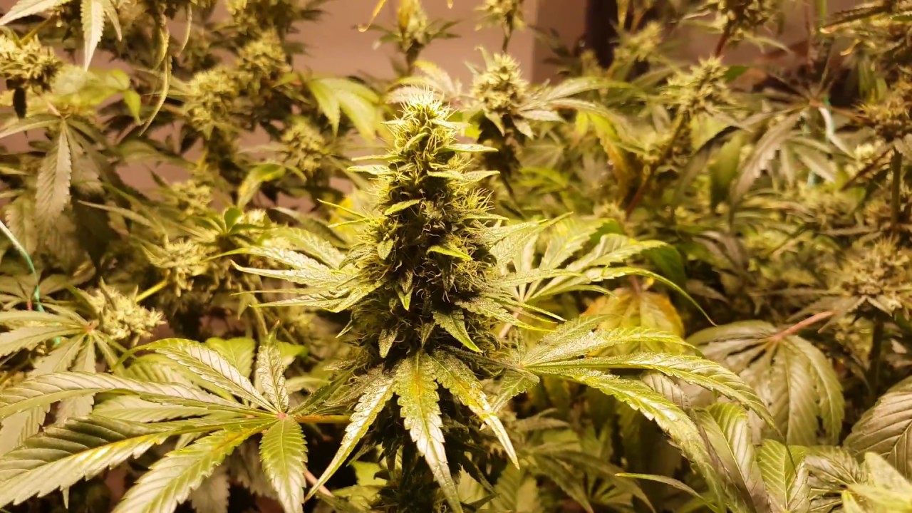 9000 Watt Cob LED Grow Season 4 Episode 6