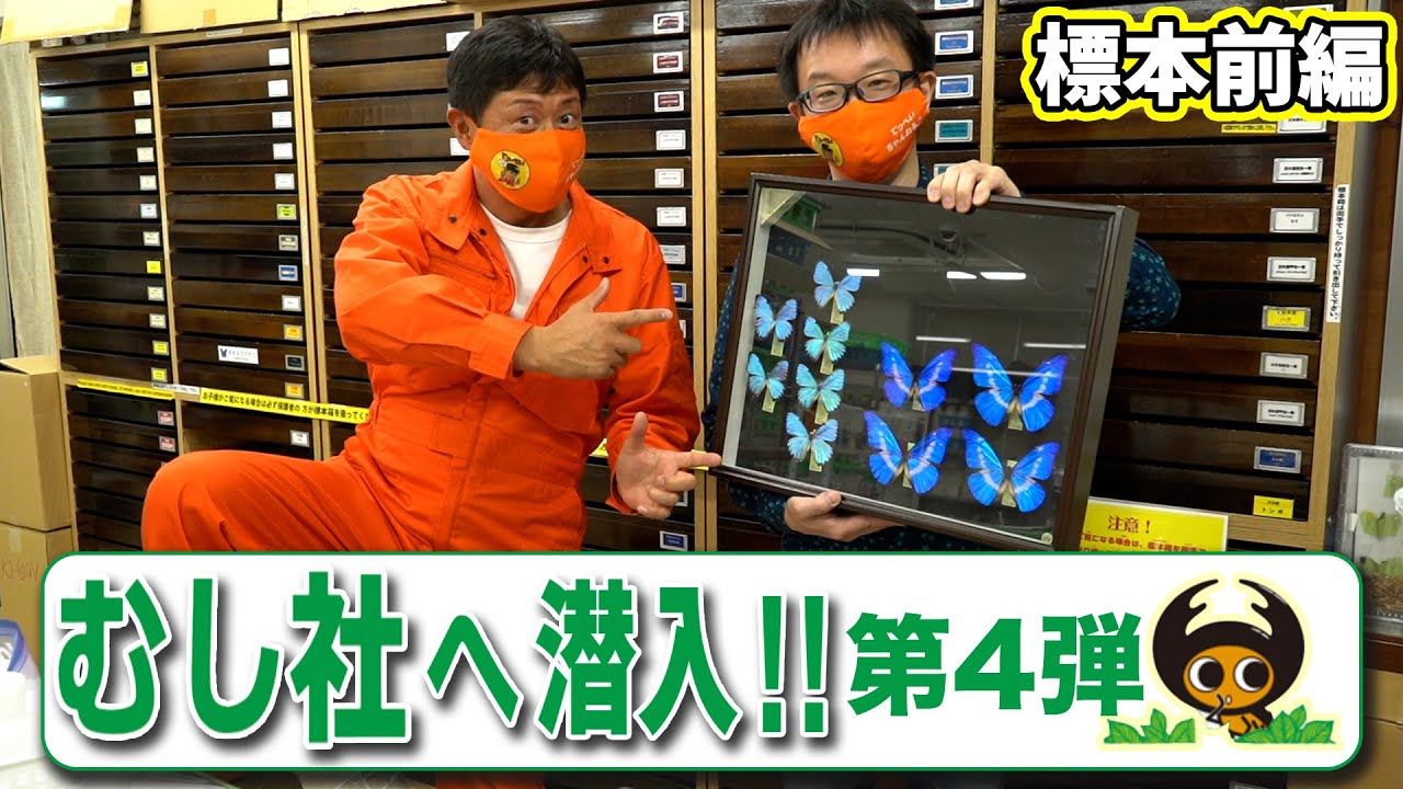 むし社へ潜入！！第４弾【標本前編】