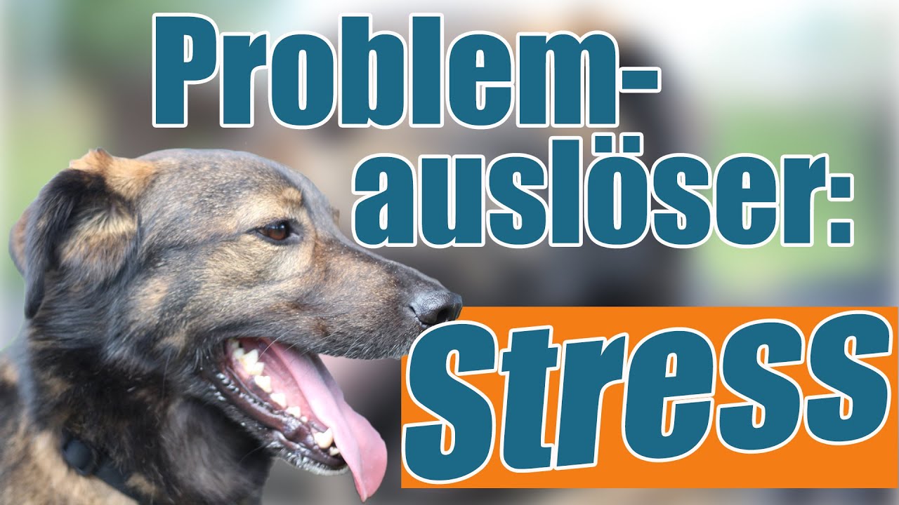 Stress beim Hund - Auslöser und Folgen