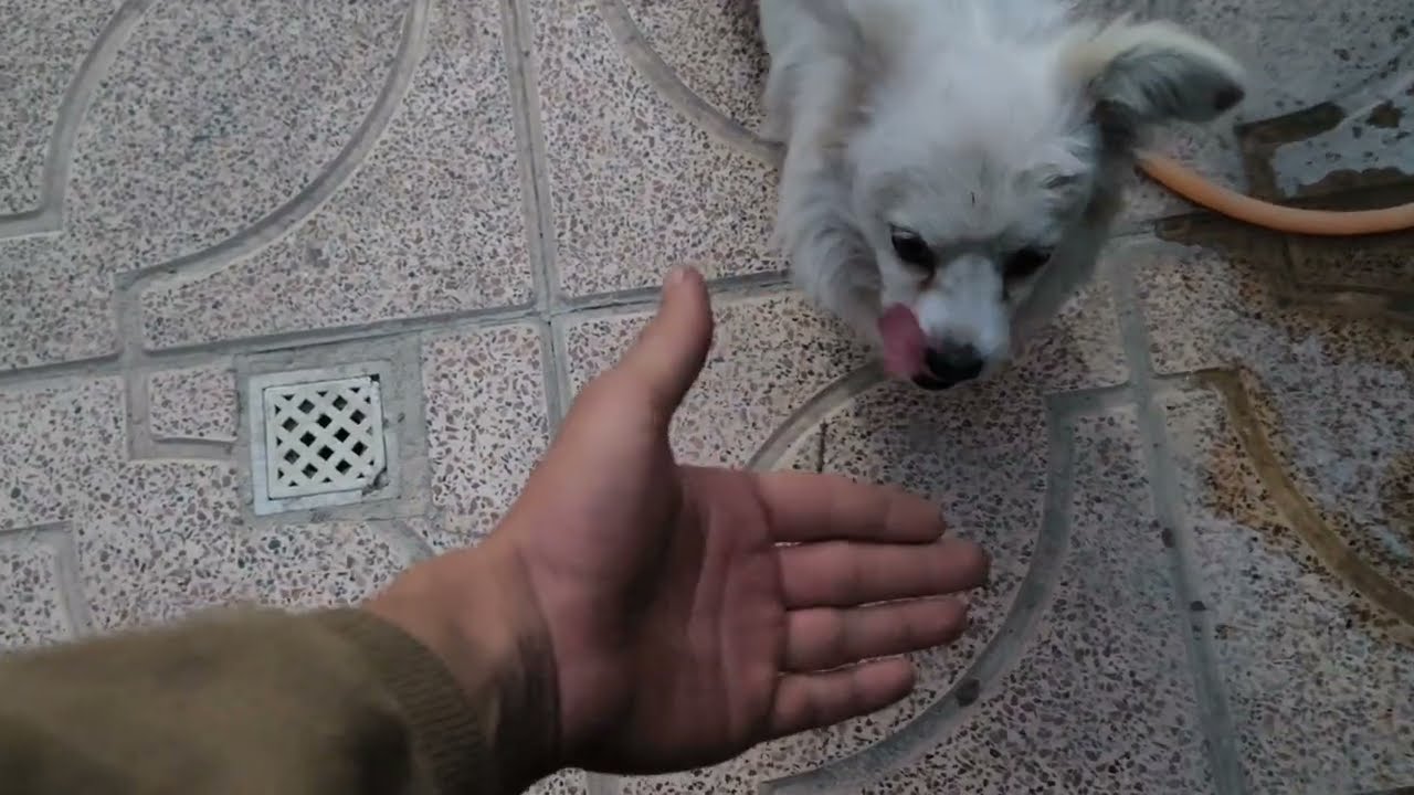 از جوشکاری تا بازی با سگ کوچولو 🐶