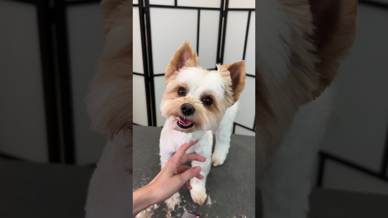 Grooming the Biewer terrier | round head with tipped ears