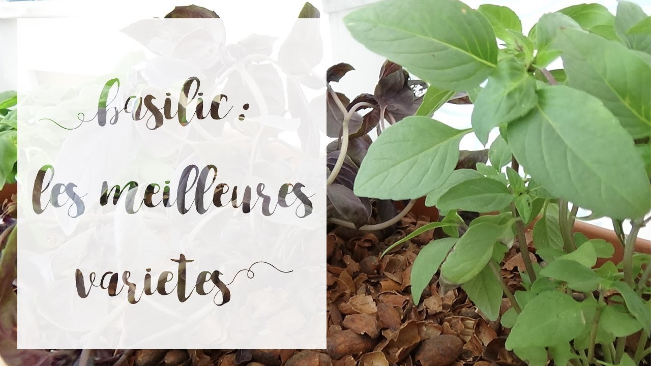 Basilic : quelle variété choisir ? | SERIE Aromatiques en pot