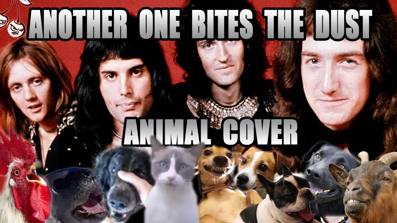 Queen - Another One Bites The Dust (Animal Cover)