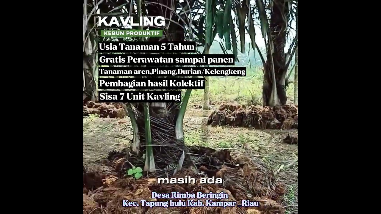 Kavling Produktif solusi Investasi Terbaik (Aren)
