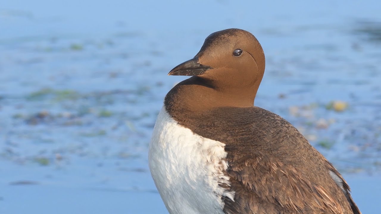 Uncommon Seabird Encounter | Whidbey Island Marina