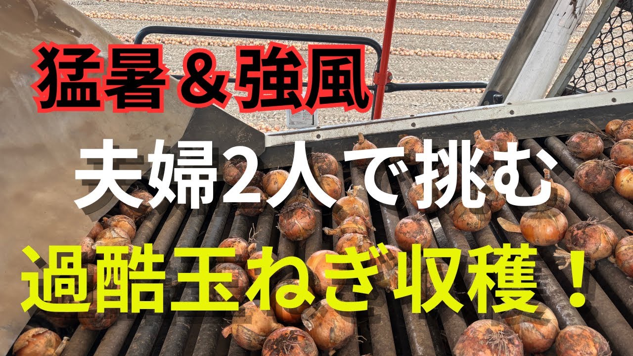 北海道　猛暑＆強風💦 玉ねぎ収穫が過酷すぎた！🧅in斜里