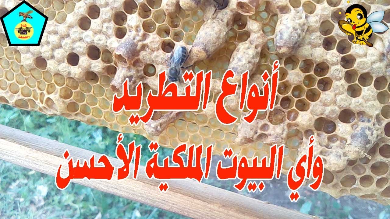 أنواع التطريد وكيف اعرف احسن الملكات