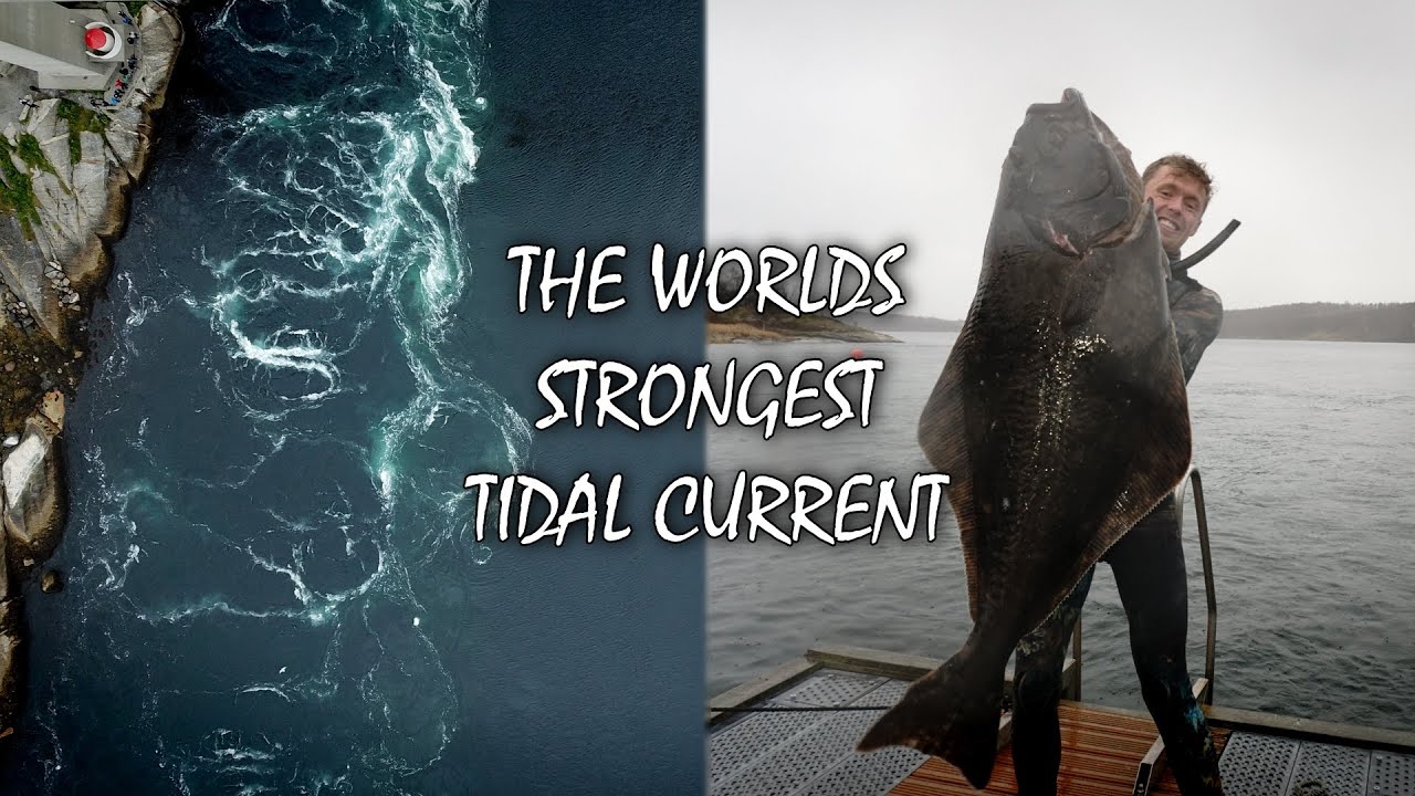 Spearfishing Saltstraumen