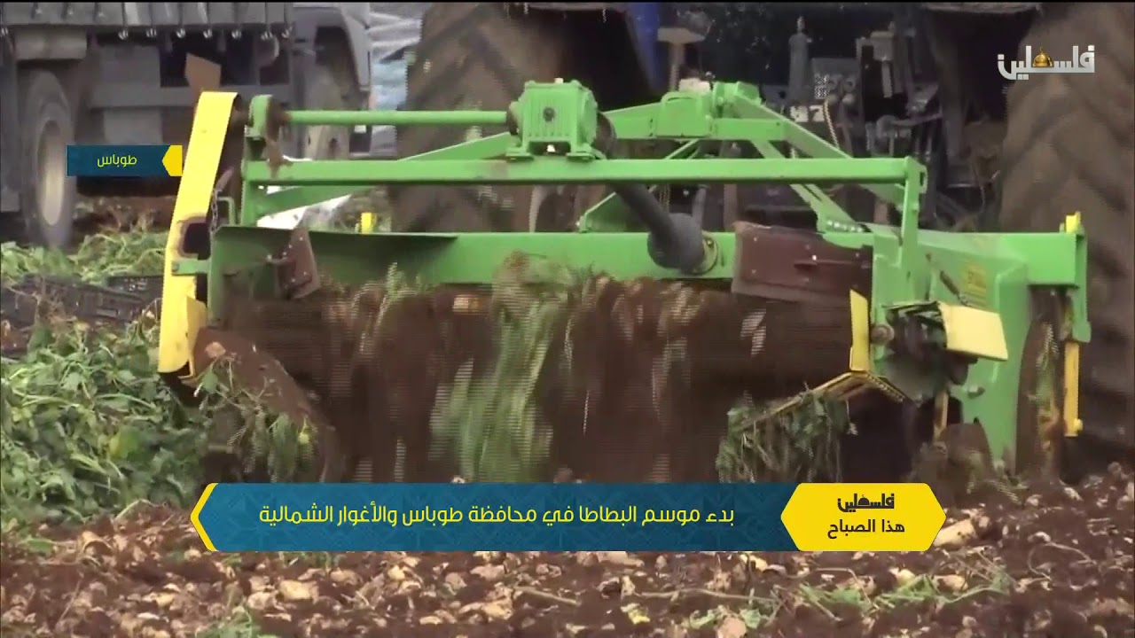 فلسطين هذا الصباح / بدء موسم البطاطا في محافظة طوباس والاغوار الشمالية