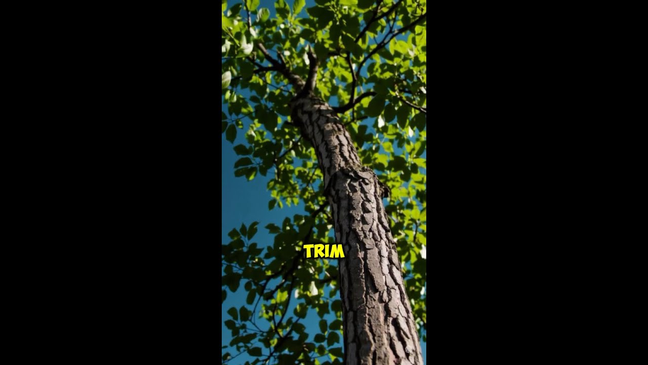 🌳 Give Your Trees the Care They Deserve with Tree Guy Now! 🍃✨