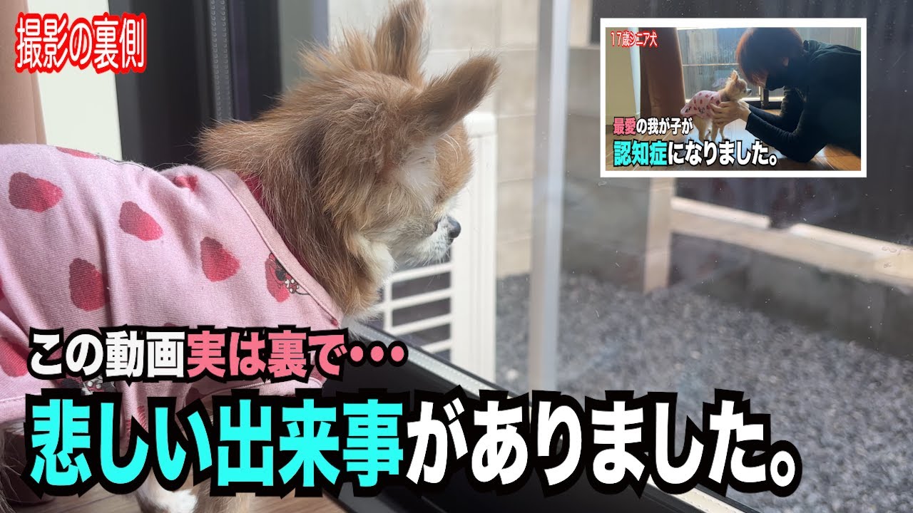 【この動画撮影、実は・・・裏で悲しい出来事がありました】